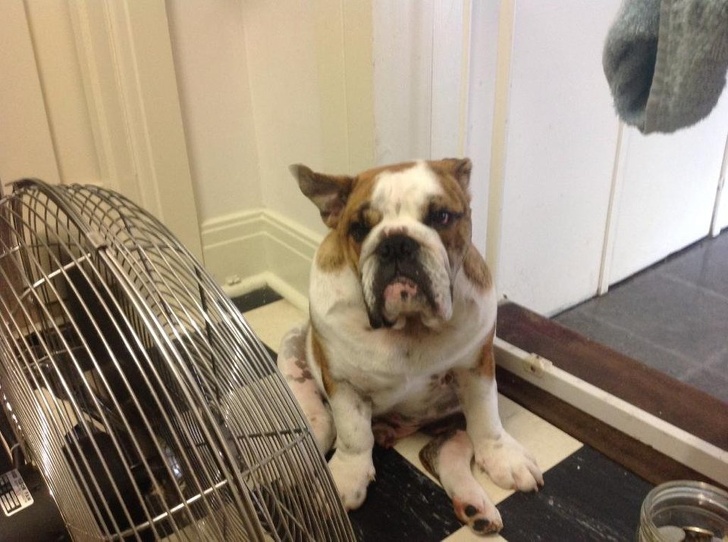 Illustration de l'article : 20 reasons why Australia is a unique country