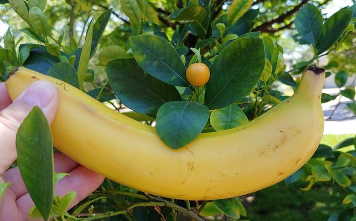 Illustration de l'article : 18 times nature has surpassed itself