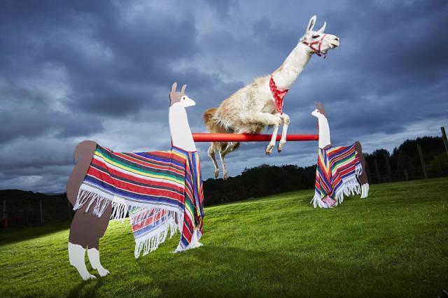 Illustration de l'article : 19 of the most unusual world records from The Guinness Book of World Records! Which are the most surprising?