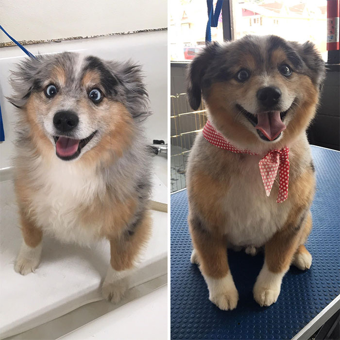 Illustration de l'article : 20 adorable photos of Australian Shepherd dogs