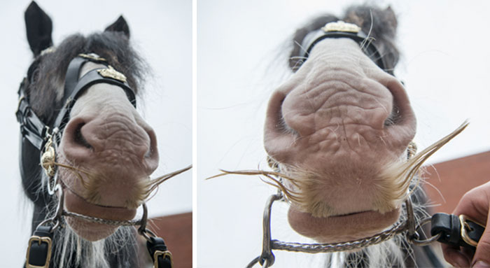 Illustration de l'article : 20 unusual photos of horses with moustaches