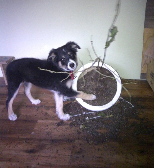 Illustration de l'article : 18 animals that were caught in the act