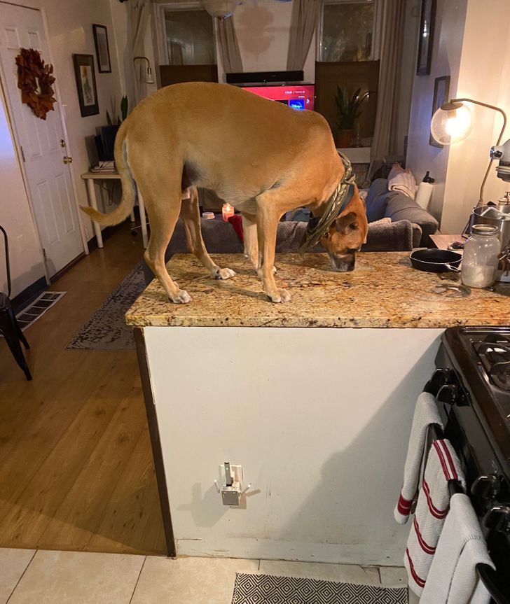 Illustration de l'article : 15 photos of dogs who think they’re cats