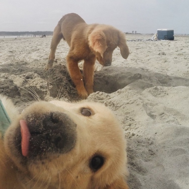 Illustration de l'article : 25 of the funniest photobombs you'll see this year!