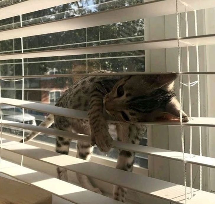 Illustration de l'article : 20 photos that show how tough life can be for a pampered pet