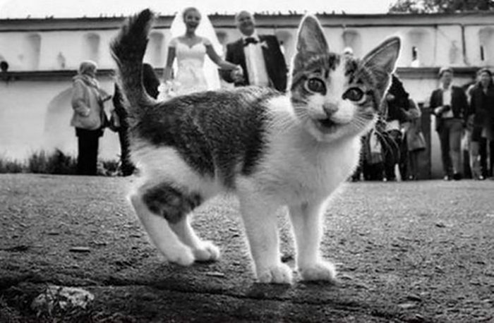 Illustration de l'article : 20 hilarious wedding photobombs that crowned the newlyweds' special day