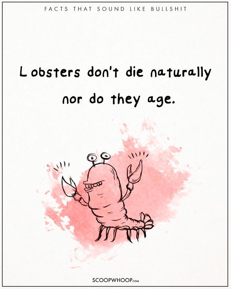 Illustration de l'article : 22 crazy but totally true facts illustrated with drawings!