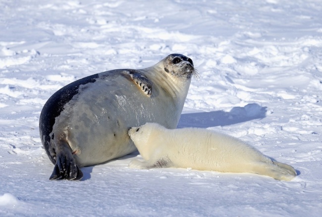Illustration de l'article : 15 absolutely beautiful animal mothers