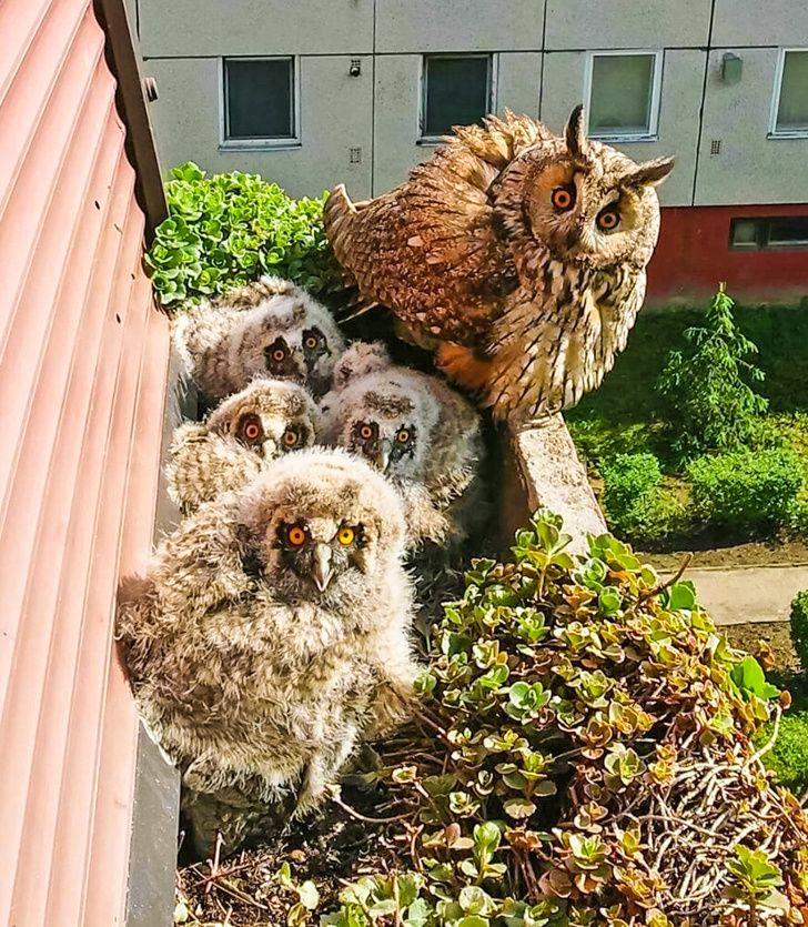 Illustration de l'article : 18 interesting things people discovered in houses