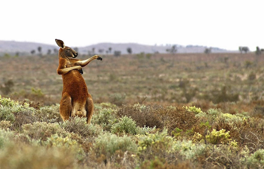 Illustration de l'article : 14 pictures of animals chosen as the funniest of the year