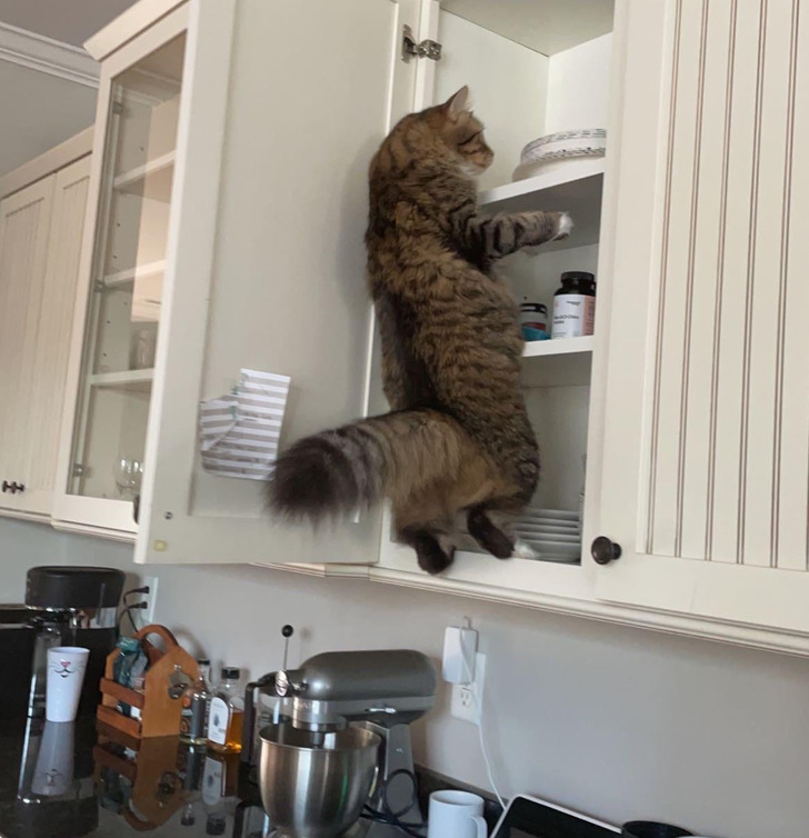 Illustration de l'article : 19 photos of cats that prove they make their own rules