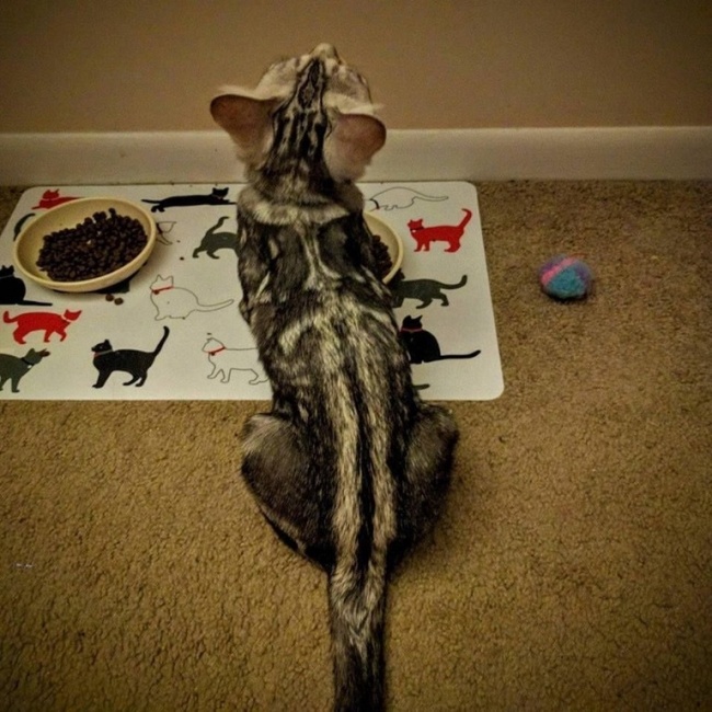 Illustration de l'article : 22 mind-bending yet accidental optical illusions 