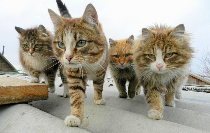 Illustration de l'article : 20 photos that prove animals know how to strike a pose