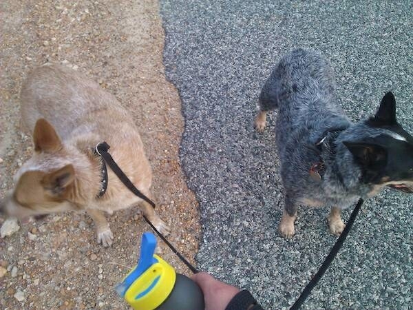 Illustration de l'article : 32 perfect examples of accidental camouflage