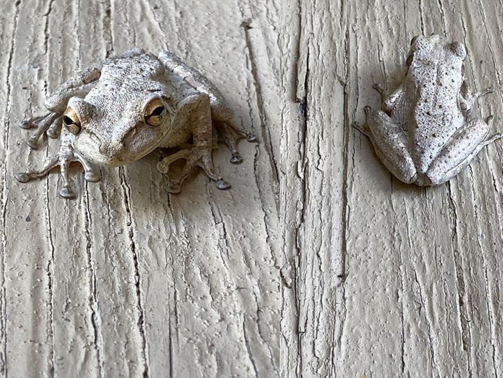 Illustration de l'article : 19 photos that will soothe the fussiest of people