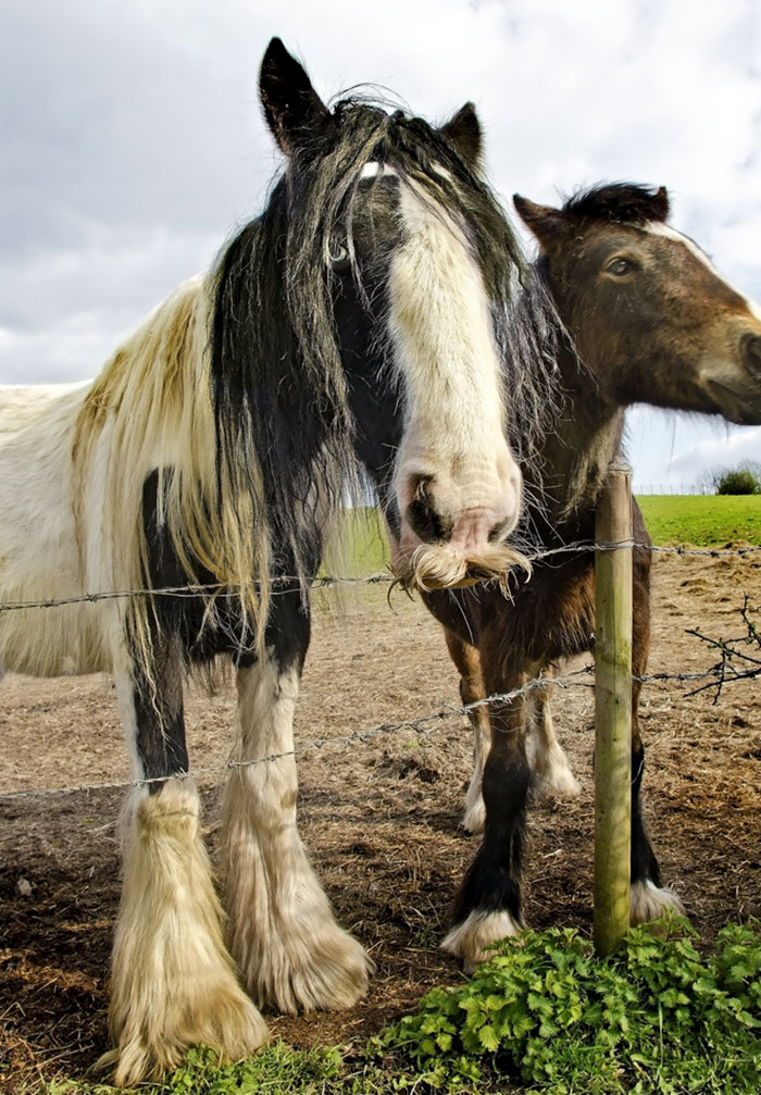 Illustration de l'article : 20 unusual photos of horses with moustaches