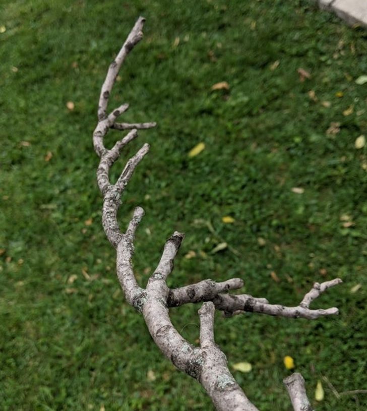 Illustration de l'article : 19 photos that will soothe the fussiest of people