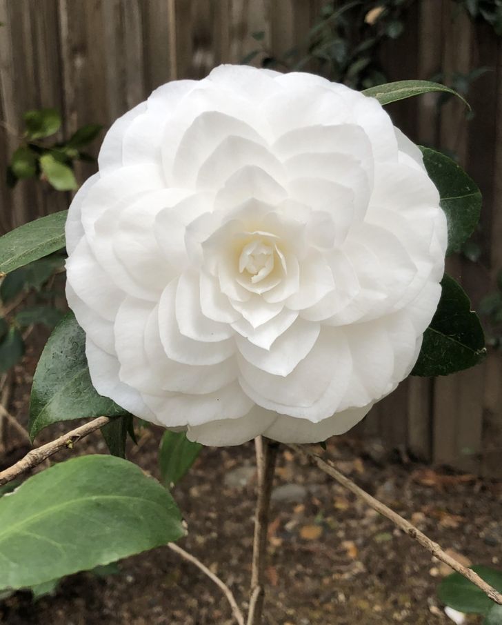 Illustration de l'article : 15 mesmerizing examples of near-perfection