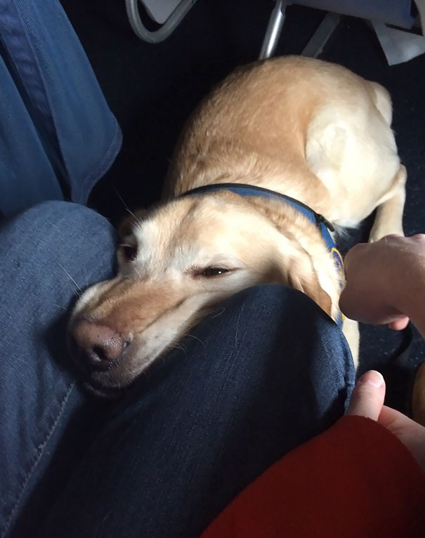 Illustration de l'article : 20 super-cute photos of animals traveling on planes