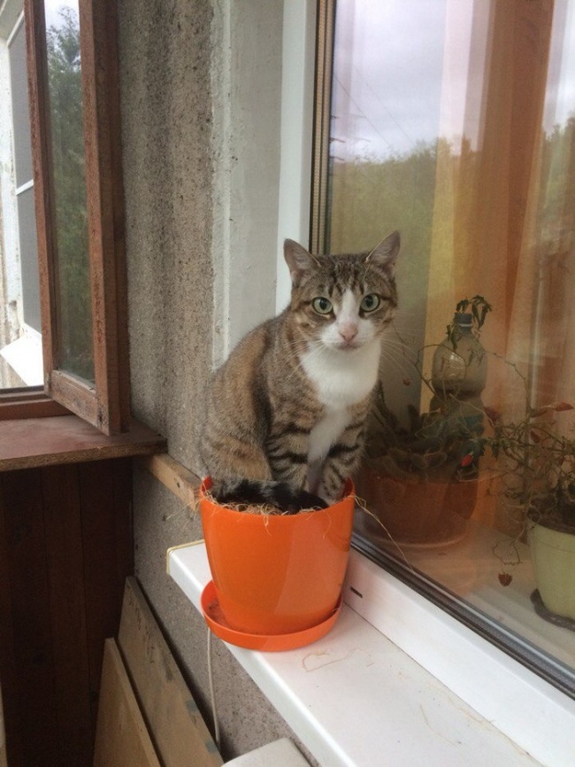 Illustration de l'article : 22 photos that prove cats really are a law unto themselves