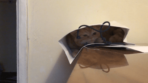Illustration de l'article : 18 problems that anyone who has a cat experiences everyday