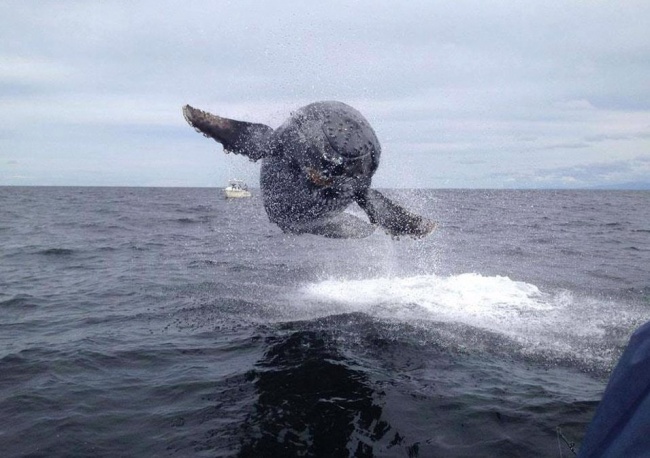 Illustration de l'article : 32 awesome perfectly-timed photos