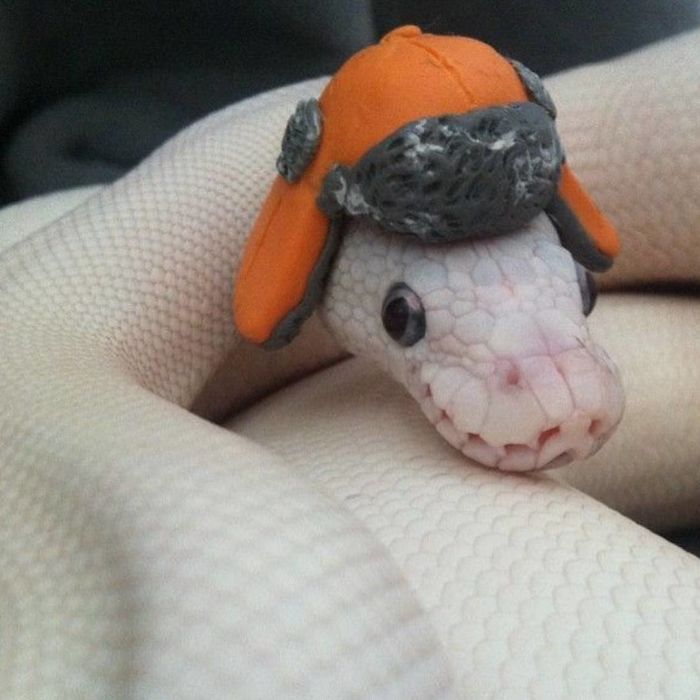 Illustration de l'article : 20 photos that will surely help you get over your fear of snakes