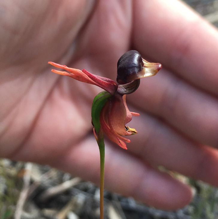 Illustration de l'article : 16 weird and wonderful photos of nature