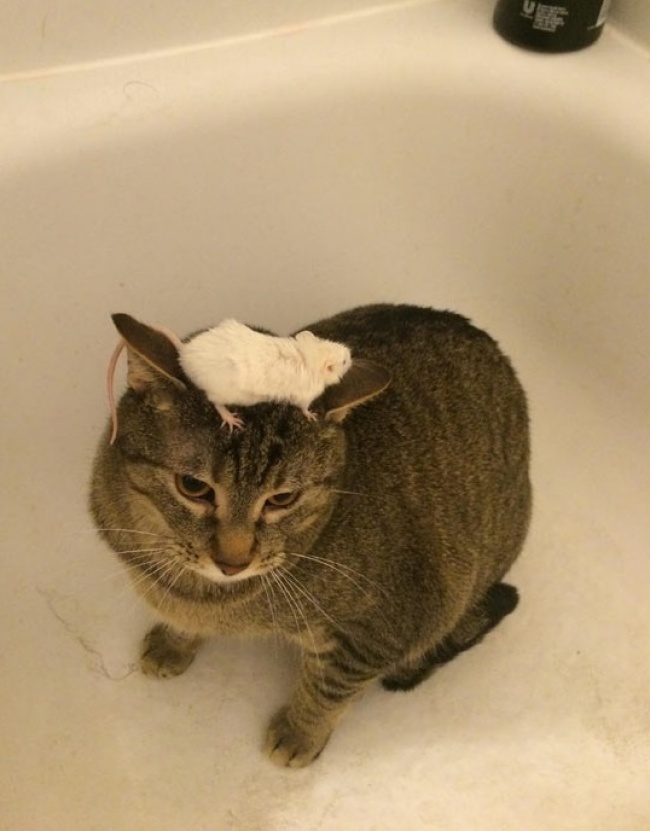 Illustration de l'article : 22 photos that prove cats really are a law unto themselves