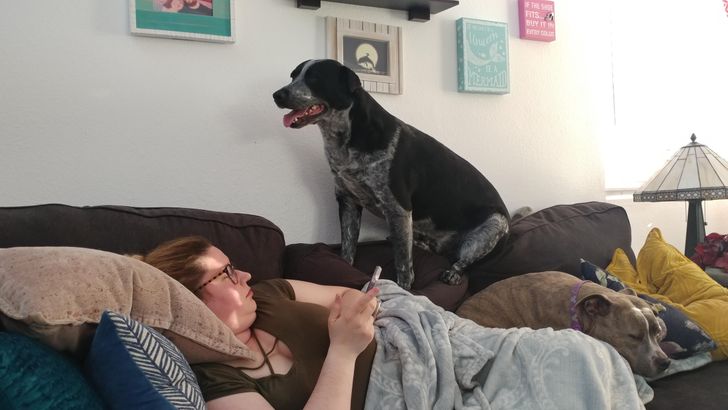 Illustration de l'article : 15 photos of dogs who think they’re cats