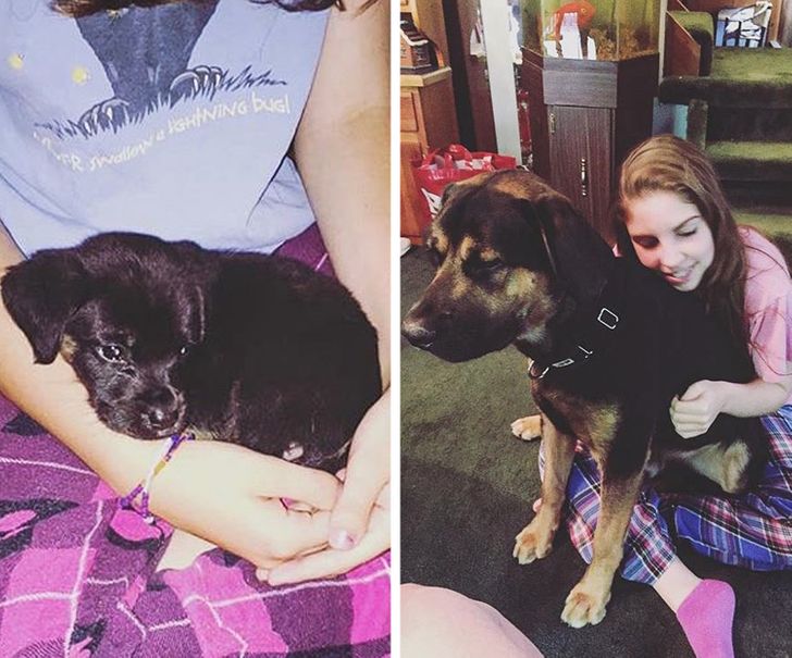 Illustration de l'article : 20 photos of dogs and cats that grew to be bigger than their owners expected