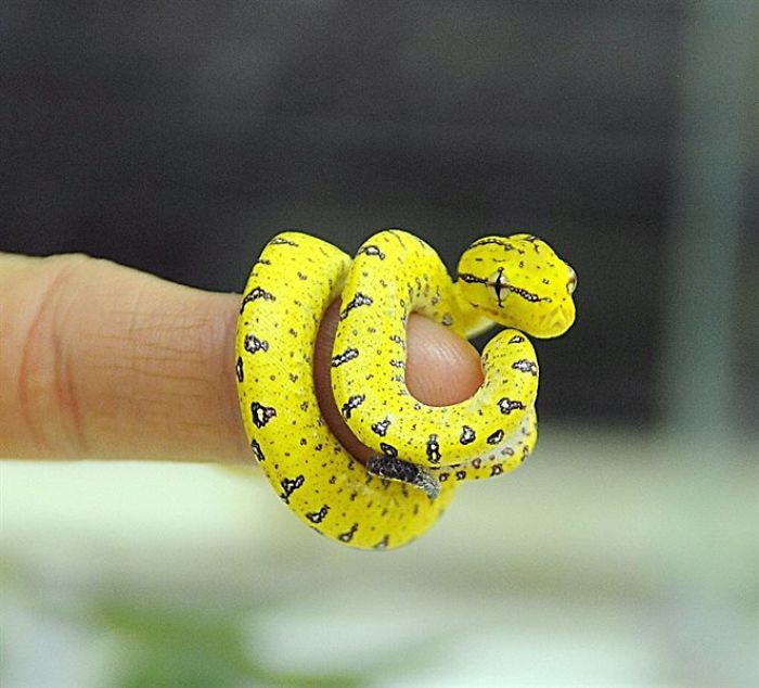 Illustration de l'article : 20 photos that will surely help you get over your fear of snakes