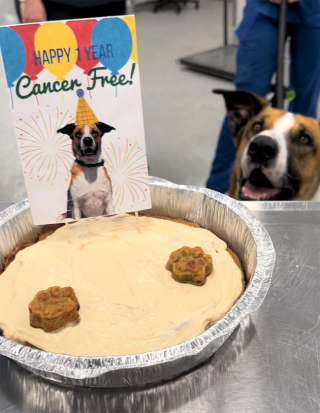 Illustration de l'article : Un refuge organise une fête en l’honneur d’un chien pour célébrer ses un an sans cancer !