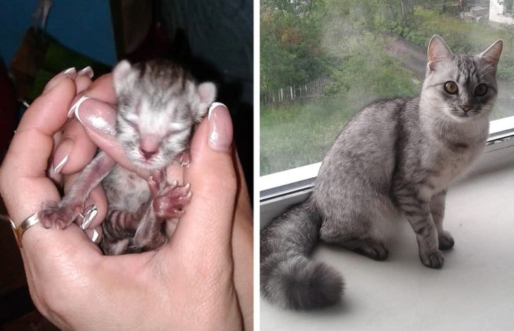 Illustration de l'article : 20 photos of dogs and cats that grew to be bigger than their owners expected