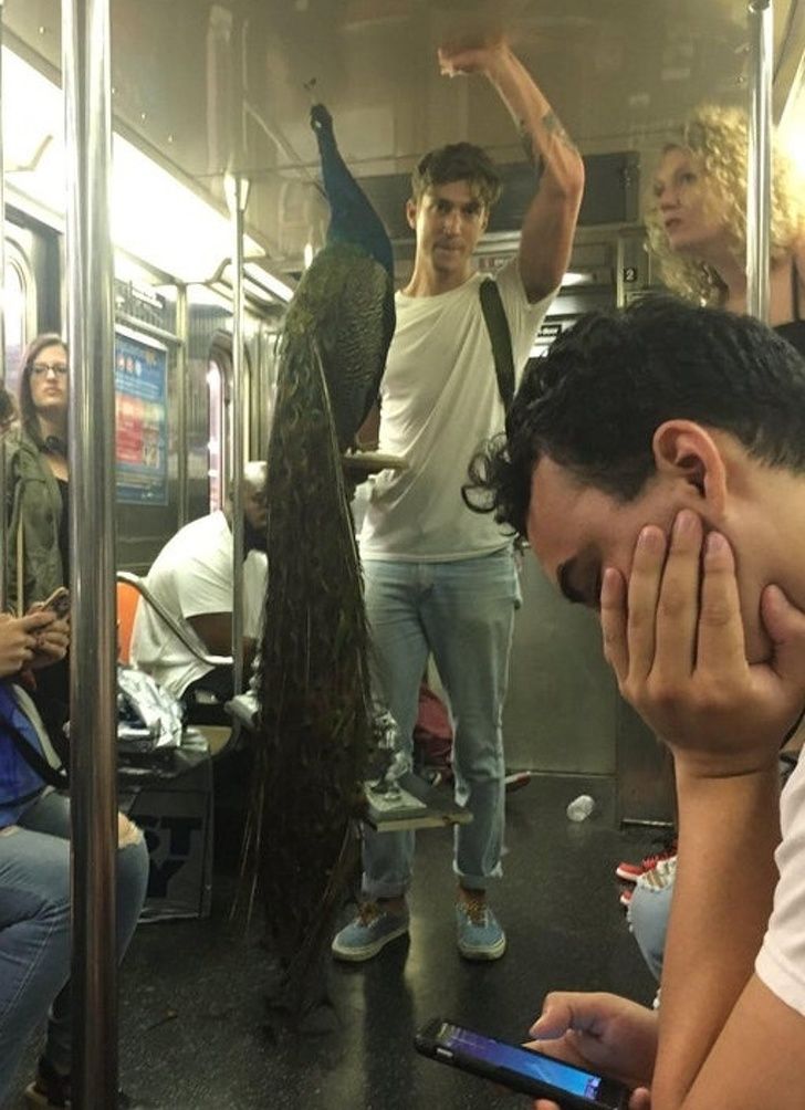 Illustration de l'article : 17 characters and creatures seen on the subway