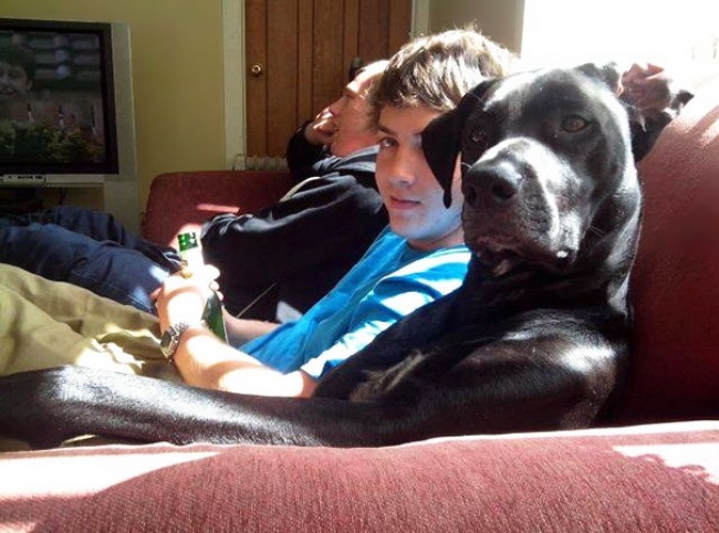 Illustration de l'article : 25 cute pets snapped mimicking their owners