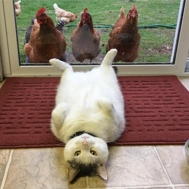 Illustration de l'article : 15 images that show how life with a cat can sometimes be complicated