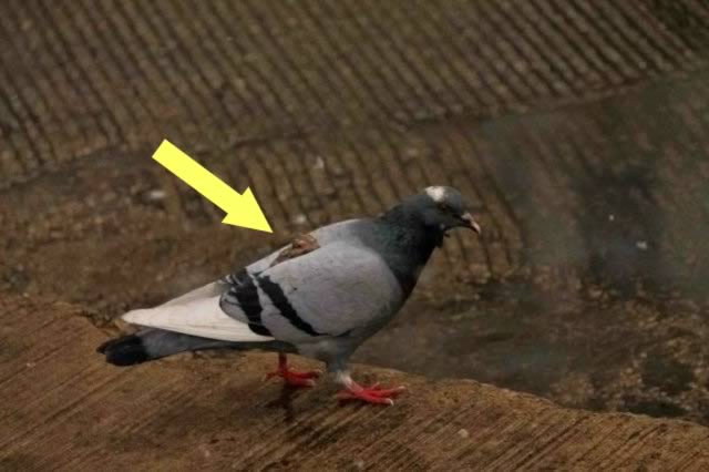 Illustration de l'article : 12 hilarious photos that prove that karma does exist