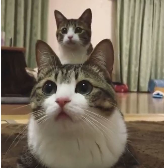 Illustration de l'article : 22 photobombs that took the internet by storm