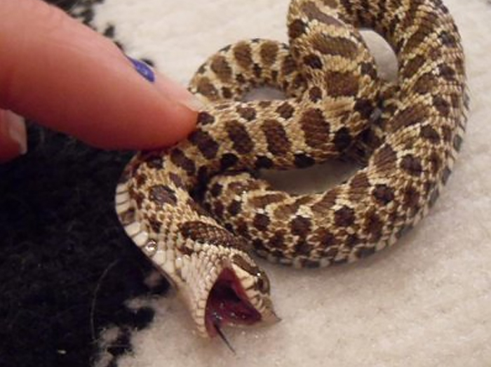 Illustration de l'article : 20 photos that will surely help you get over your fear of snakes