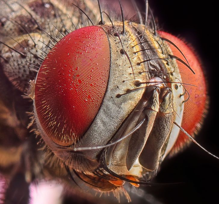 Illustration de l'article : 16 fascinating microscope photos that show off mesmerizing details 