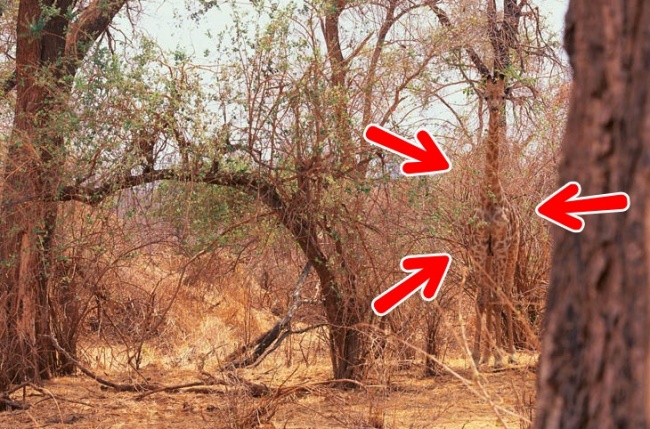 Illustration de l'article : If you don’t have perfect vision, you won’t be able to find the hidden animals in these 10 photos!