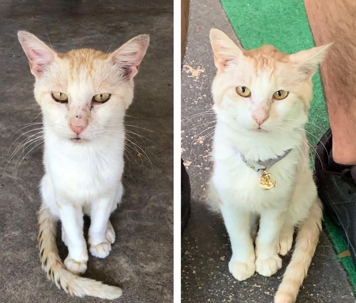 Illustration de l'article : 17 abandoned cats and dogs that found a loving forever home
