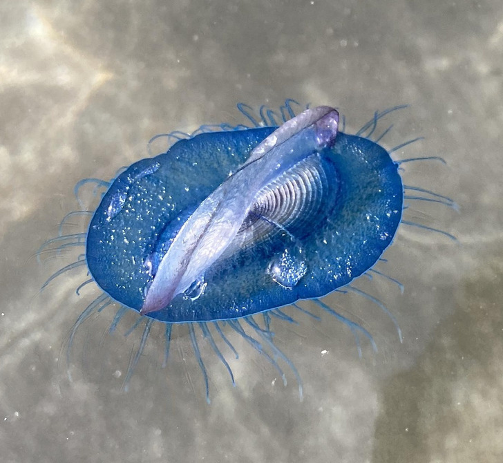 Illustration de l'article : 16 weird and wonderful photos of nature