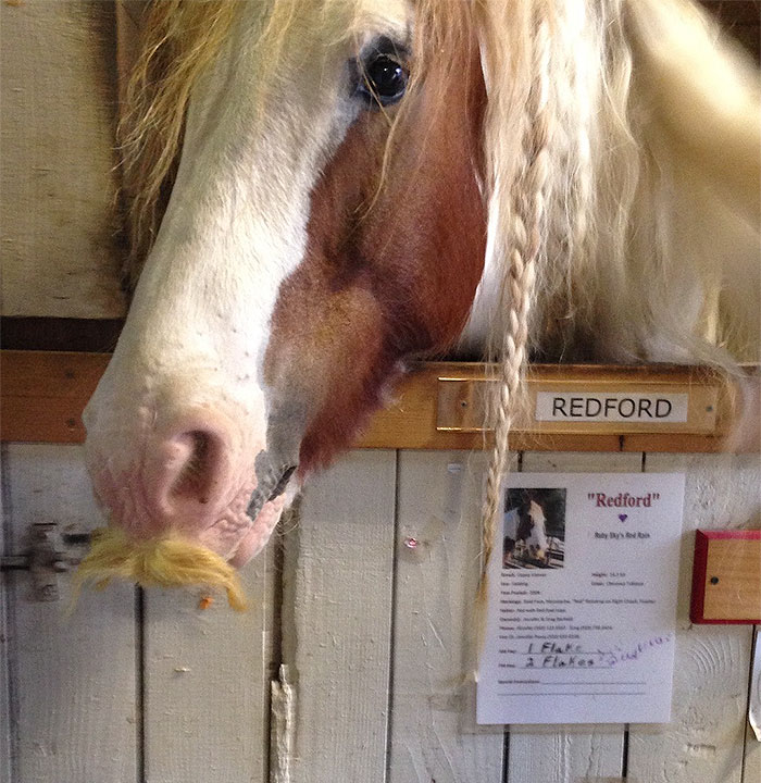 Illustration de l'article : 20 unusual photos of horses with moustaches