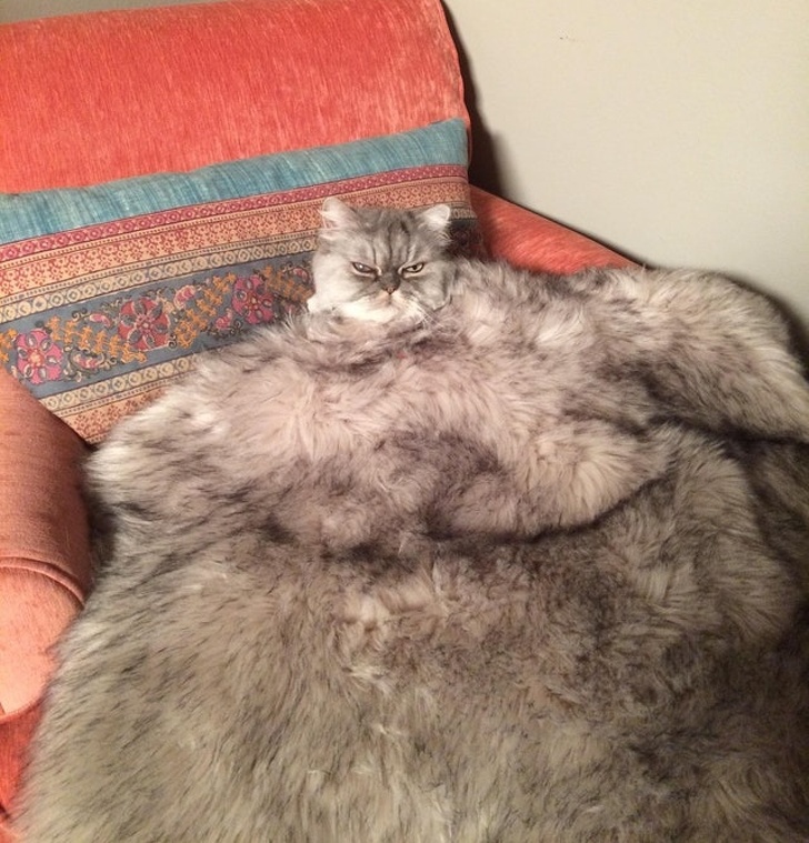 Illustration de l'article : 21 photos that'll take a little time to understand