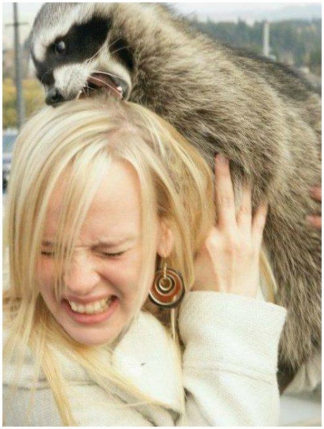 Illustration de l'article : 18 animals that were caught in the act