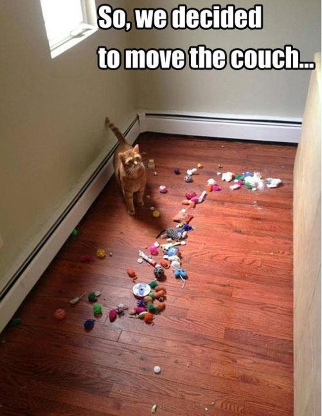 Illustration de l'article : 18 problems that anyone who has a cat experiences everyday