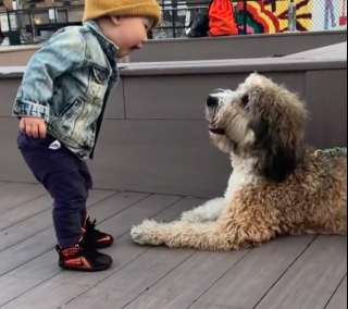 Illustration de l'article : La première rencontre entre un petit garçon et un chien émeut la toile (vidéo)