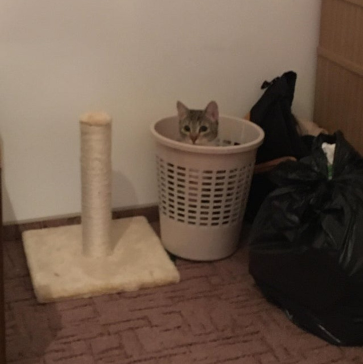 Illustration de l'article : 19 photos of cats that prove they make their own rules